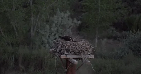 Two ospreys standing attentive over eggs before one departs nest platform Stock Footage 334874325