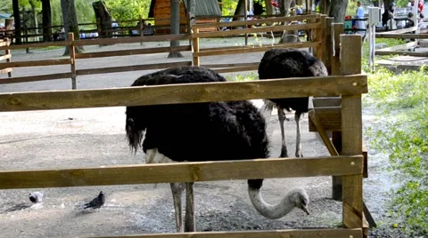 Two ostrich drinking water Stock Footage 62799460