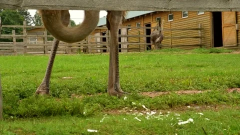 Two ostrich on a farm. Walking behind the fence. Selective focus. Slow motion. Video stock 164094986