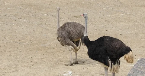 Two ostrich Stock Footage 88395476