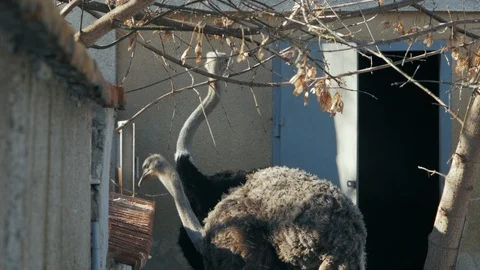 Two ostriches eat from the feeder (struthio camelus) Stock Footage 101824310
