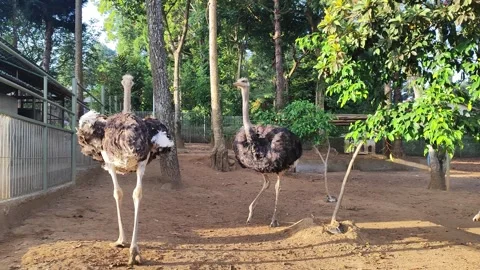 Two ostriches live in a sandy enclosure . Stock Footage 341834819