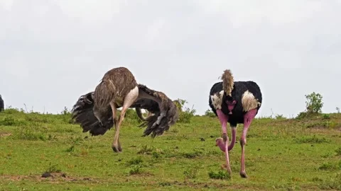 Two ostriches, one displaying its wings, in a grassy savanna landscape. Stock-Footage 301088733