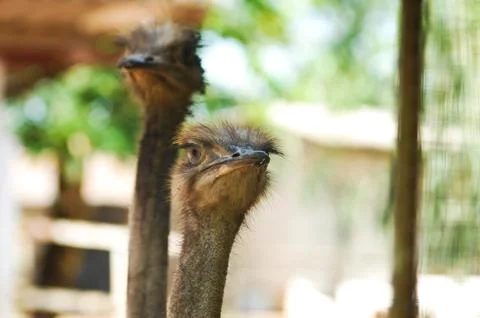 Two ostriches Fotos de archivo