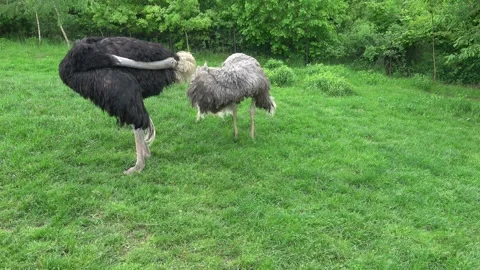 Two ostriches standing in the grass Stock Footage 248758924