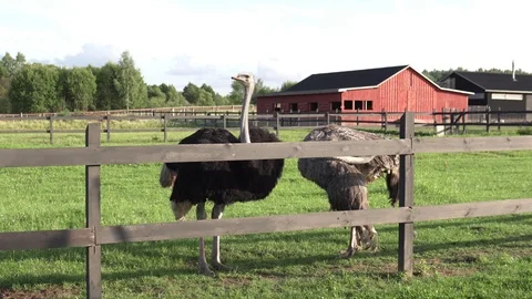 Two ostrichs stand behind a fence in the summer on a farm Stock Footage 113276774