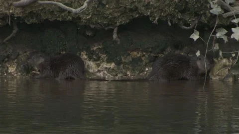 Two otter cubs on bank before being joined by mother. Stock Footage 146036391