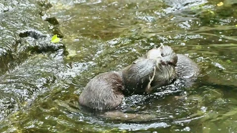 Two otters couples playing together in water pool Stock-Footage 203188902