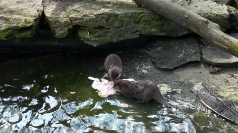 Two otters eating their prey. (Amblonyx cinereus) Stock Footage 158907741