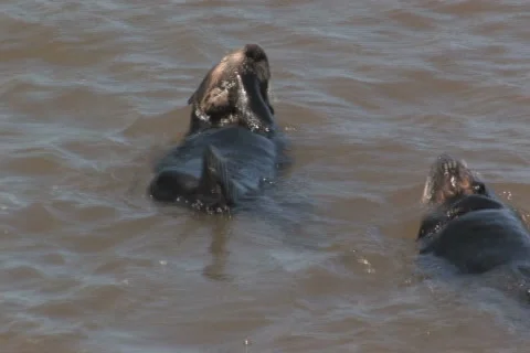 Two otters Stock Footage 5222414