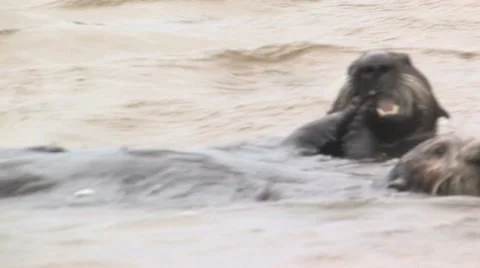 Two otters Stock Footage 8320326