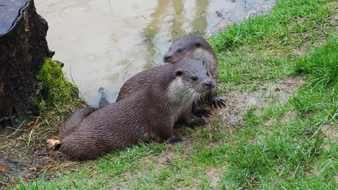Two Otters on a Grass Bank Stock Footage 124846218
