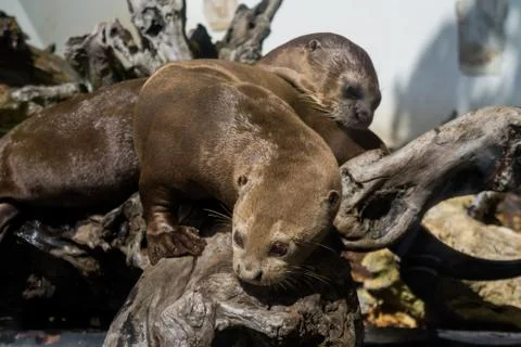 Two otters on a log close up Stock Photos