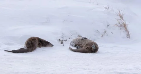 Two Otters Play in the Snow Vídeo Stock 240020289