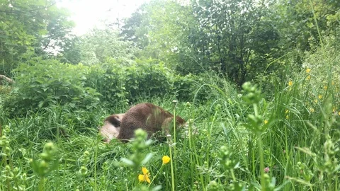 Two otters playing in grass - In 4k Vidéo 104932201