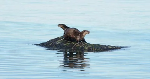 Two otters playing on the rock Stock Footage 137971977