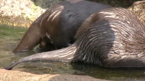 Two otters playing in a shallow pool Видео 28497053
