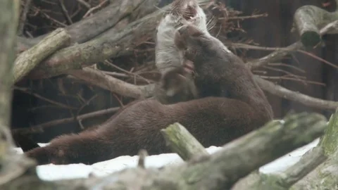 Two otters playing in the zoo Stock Footage 72102663