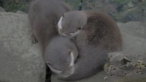 Two otters resting on a heated stone Stock Footage 104088351
