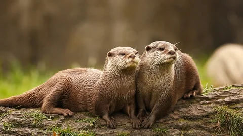 Two Otters sitting on a log Stock Footage 38230521