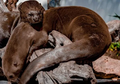 Two otters sleeping close up Stock Photos