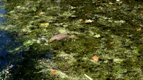Two Otters Swimming and Diving in Algae Stock Footage 52572905