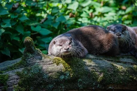 Two otters together on a log in the forest. Stock Photos