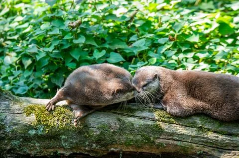 Two otters together on a log in the forest. Foto stock