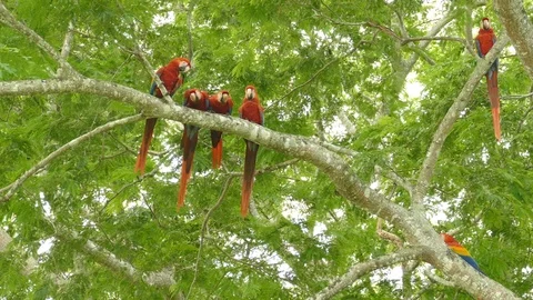 Two out of six large parrots fly away from branch they were perched on - 24fps 스톡 동영상 104124294