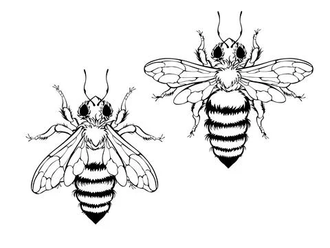 Two outline bees Stock Illustration