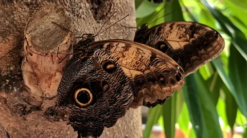 Two owl butterflies rest on tree trunk, displaying intricate wing patterns Stock Footage 303969229