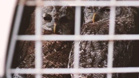 TWO OWL IN A CAGE Stock Footage 93398386