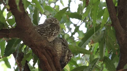 Two owl sleeping on a tree. Stock Footage 98638025
