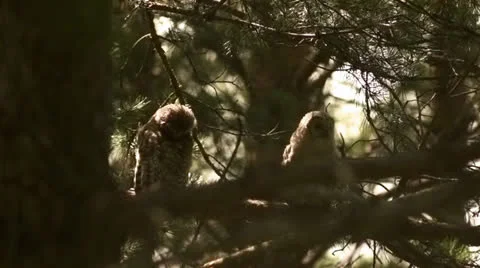 Two Owls 1 Stock Footage 25858762