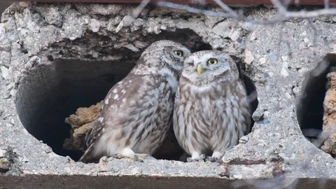 Two Owls are cooing at the burrow. Little owl (Athene noctua) Singing birds Stock-Footage 126294473