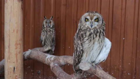 Two owls Asio otus are sitting on a branch Video stock 134338022