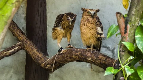 Two owls on a branch Vídeo Stock 196299738