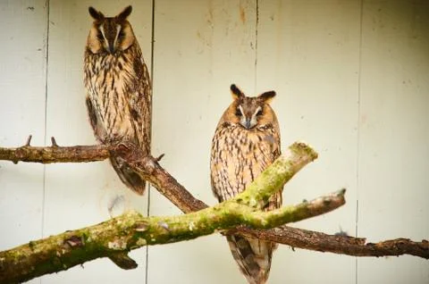 Two owls in captivity siting on tree Stock Photos