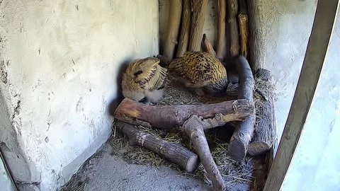 Two owls eating in the cage Stock Footage 153580288