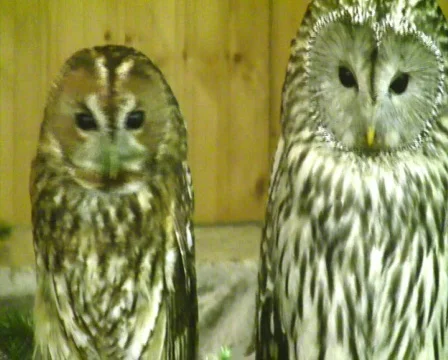 Two owls Vídeo Stock 357851