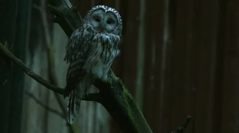 Two owls looking around Stock Footage 49112165