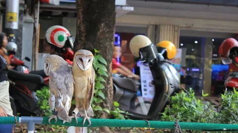 Two owls perched on an iron pole Stock Footage 286289441