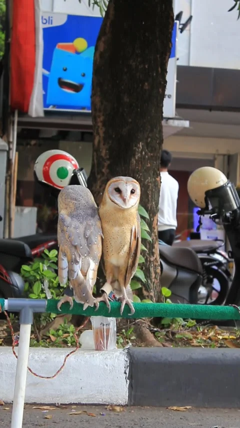 Two owls perched on an iron pole Stock Footage 286918303