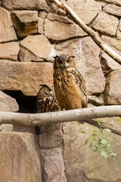 Two owls sit on a branch in front of a rocky wall. One owl stands tall whil.. Stock Photos