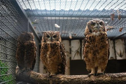 Two Owls Sitting on Perch in Captivity Stock Photos
