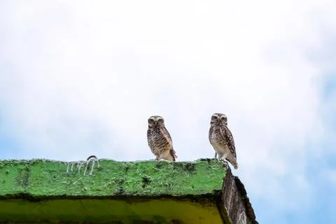 Two owls standing on a worn construction base Stock Photos