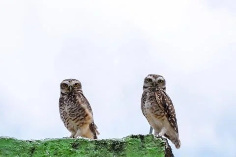 Two owls standing on a worn construction base Stock Photos