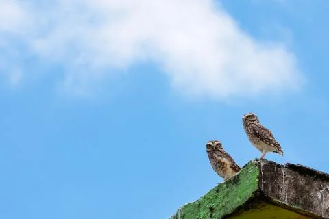 Two owls standing on a worn-out building base Foto stock