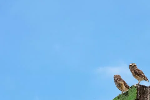 Two owls standing on a worn-out building base Foto stock