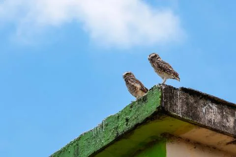 Two owls standing on a worn-out building base Foto stock